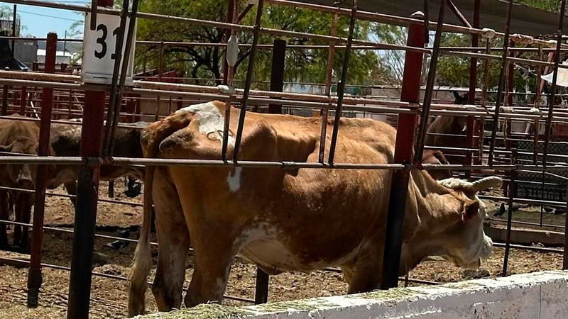 Alerta sanitaria: detectan gusano barrenador en la Sierra Gorda de Querétaro